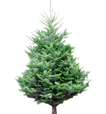 Wholesale shop christmas trees